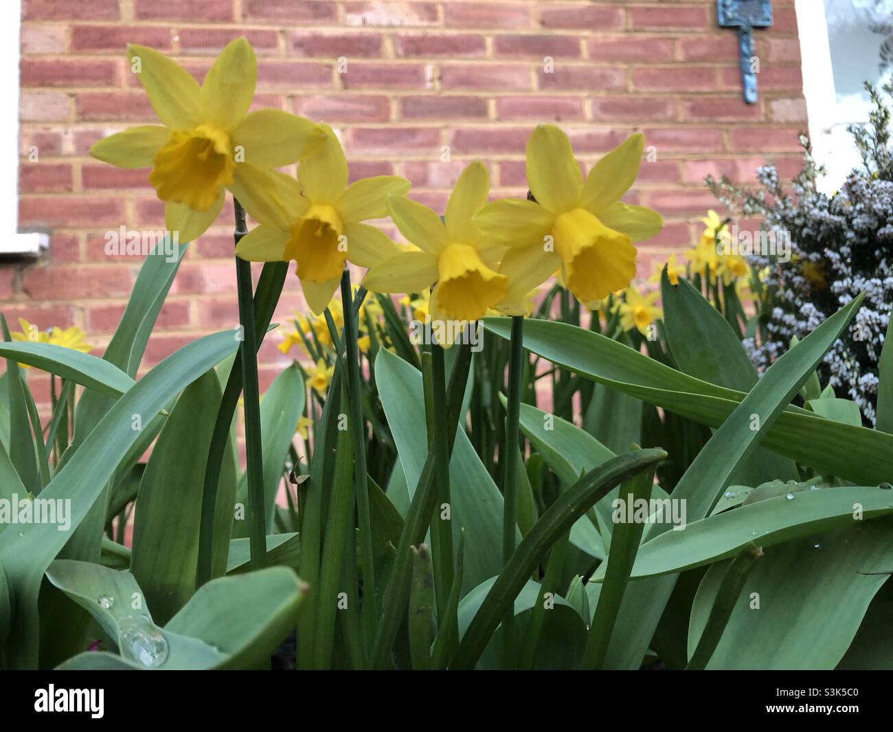 Narcisi Foto Stock