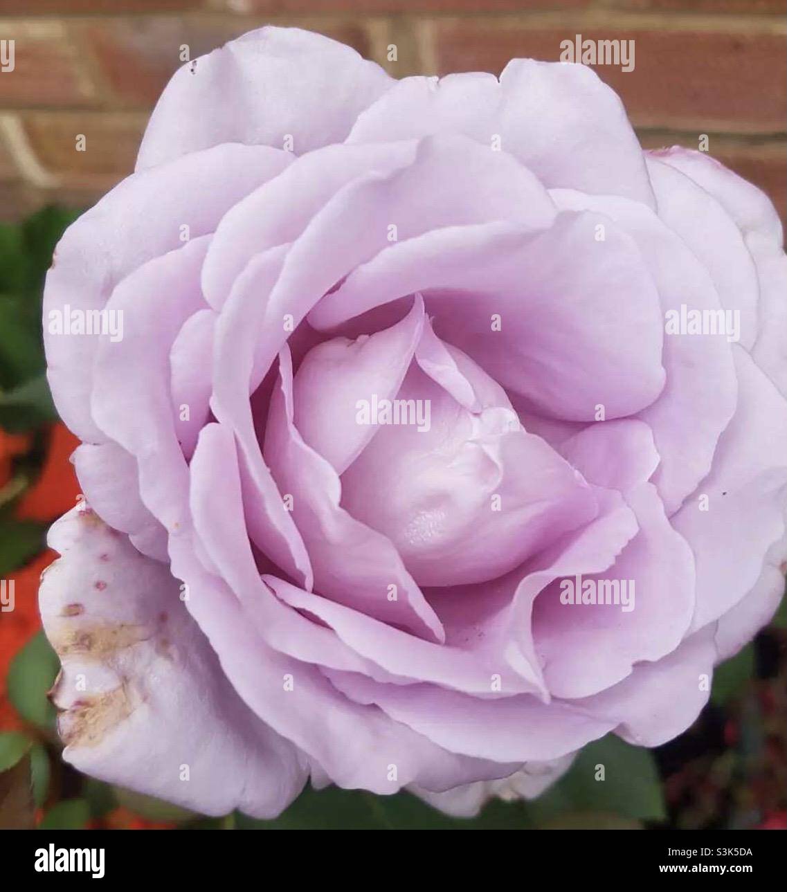 Rosa Foto Stock
