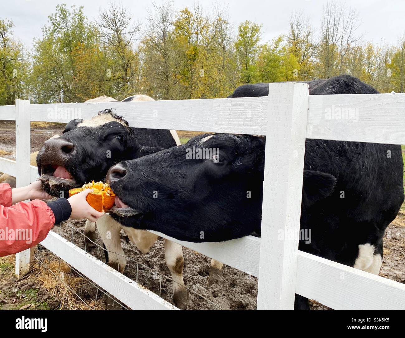 Mucche in un santuario animale fattoria che è alimentato a mano zucche. Foto Stock