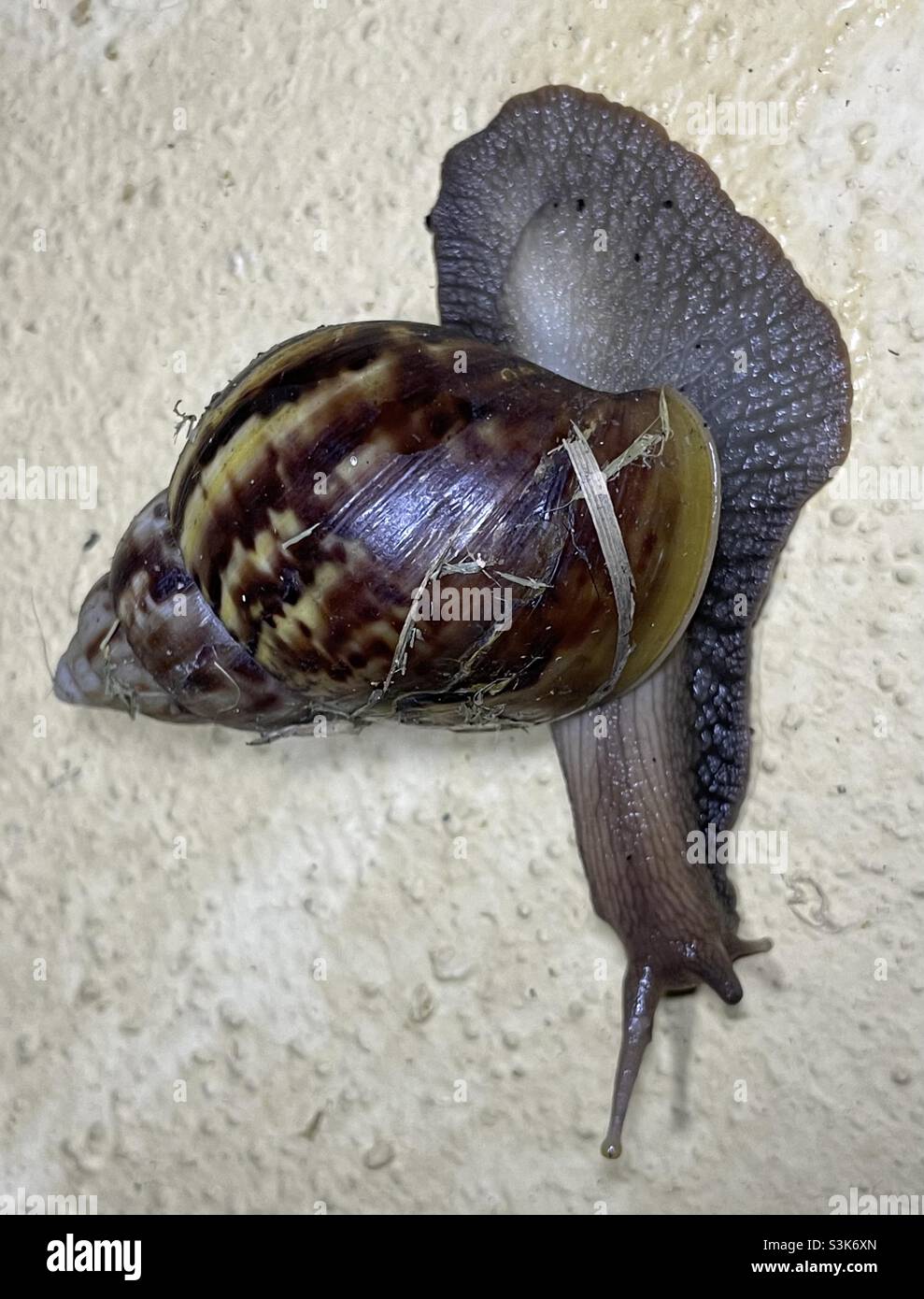 Gigantesca lumaca di terra africana trovata nel nostro giardino in Malesia. Foto Stock