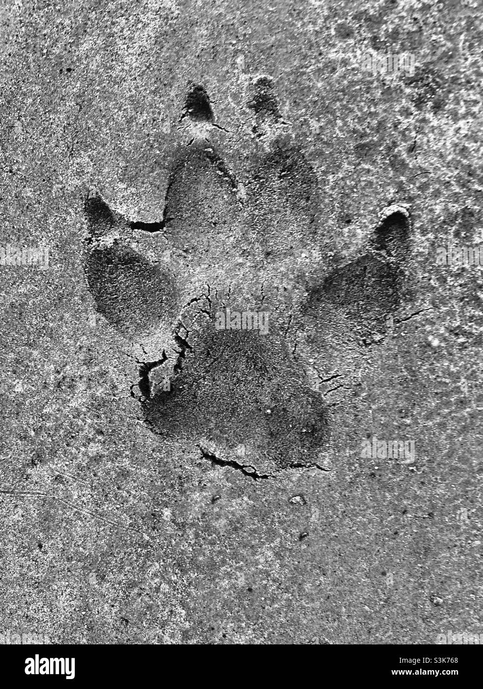 Impronta di cane grande in terreno bagnato Foto Stock