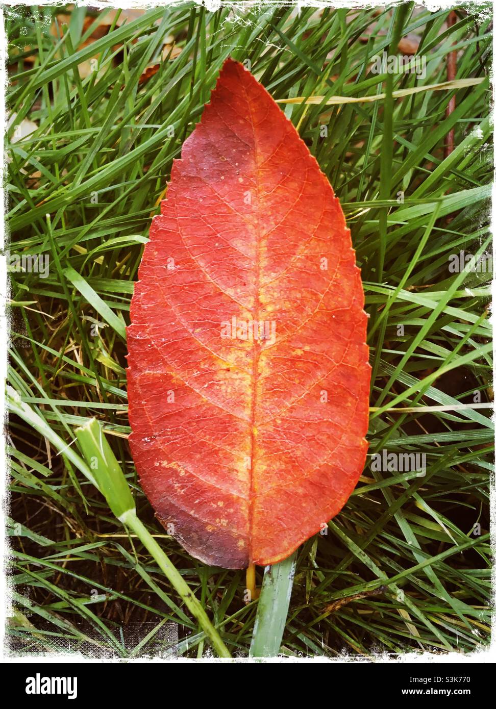 Foglia d'autunno sull'erba. Una foglia, di colore arancio acceso e rosso della stagione autunnale (autunnale). Foto Stock