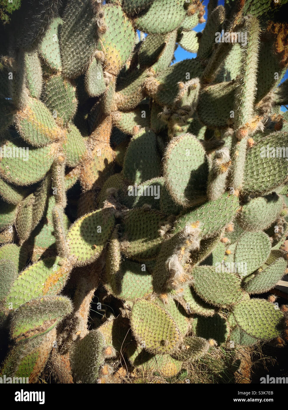 Un sacco di cactus cactus con polli e punte Foto Stock