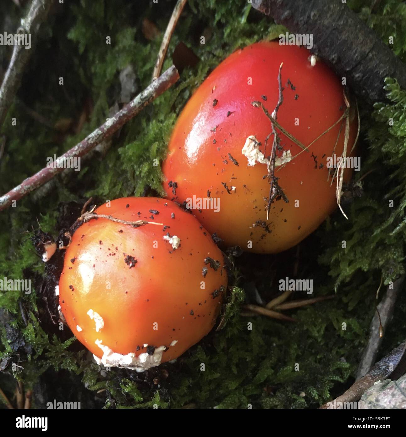 Pavimento di foresta, funghi, rosso, verde, giallo, arancio, natura, alberi, rami, ramoscelli, foglie - Immagine stock catturata con smartphone