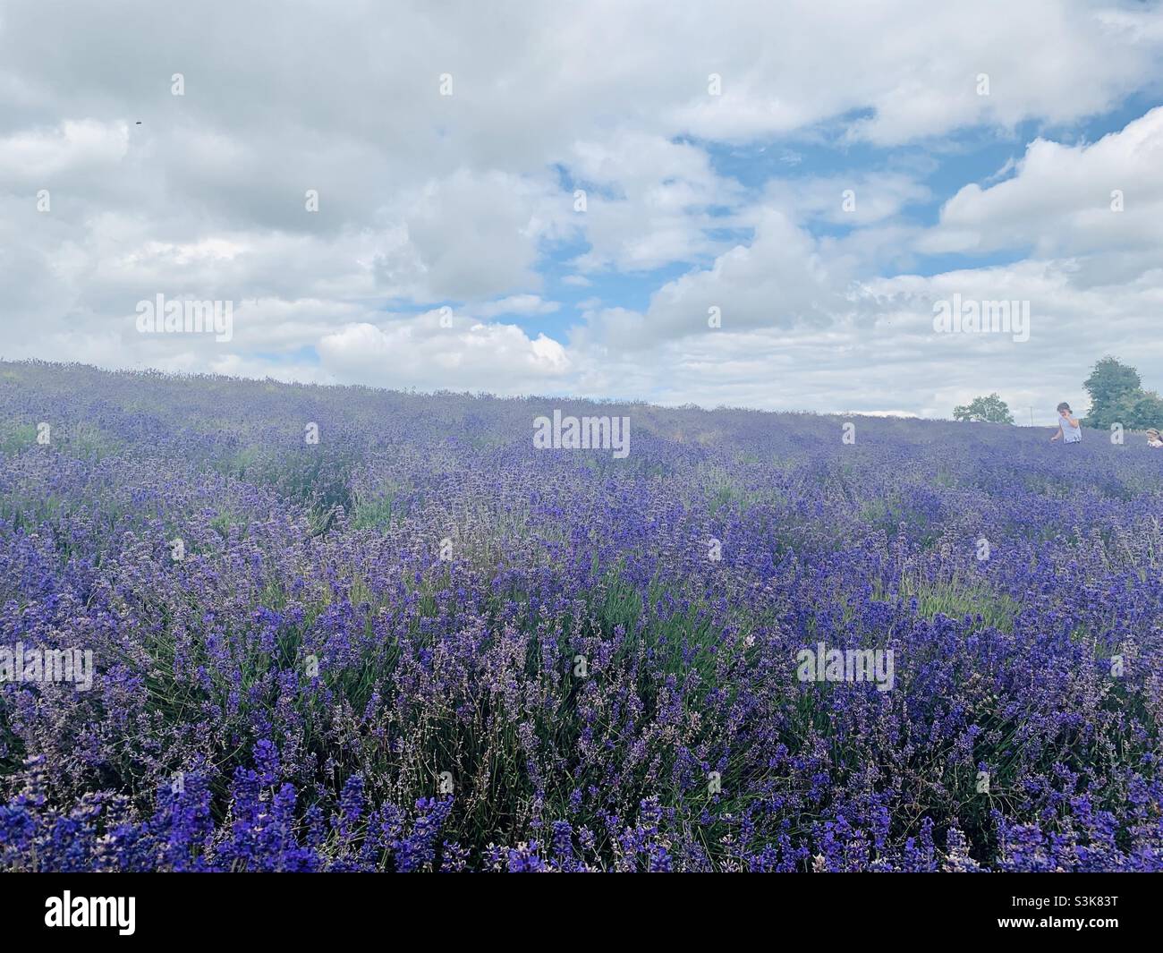 Campo di lavanda di Cotswolds Foto Stock