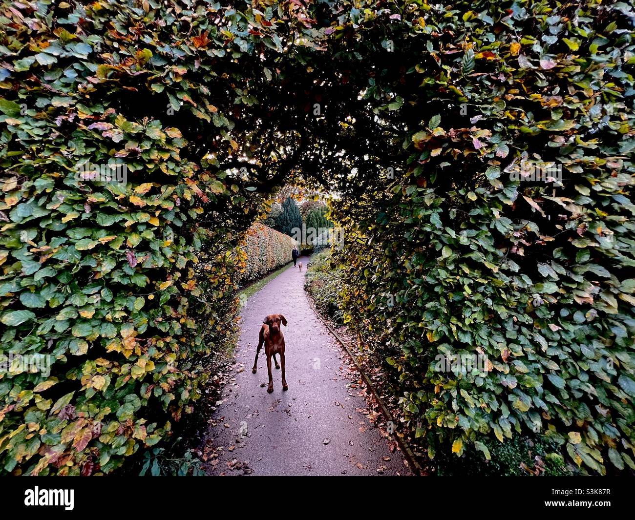 Cane rosso setter vicino siepi ornamentali Foto Stock