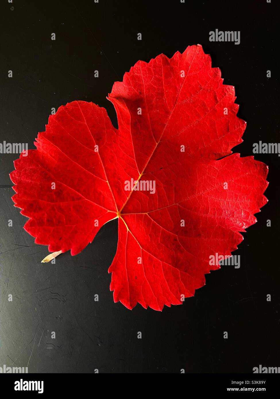 Foglia d'uva di colore autunnale - Immagine stock catturata con smartphone