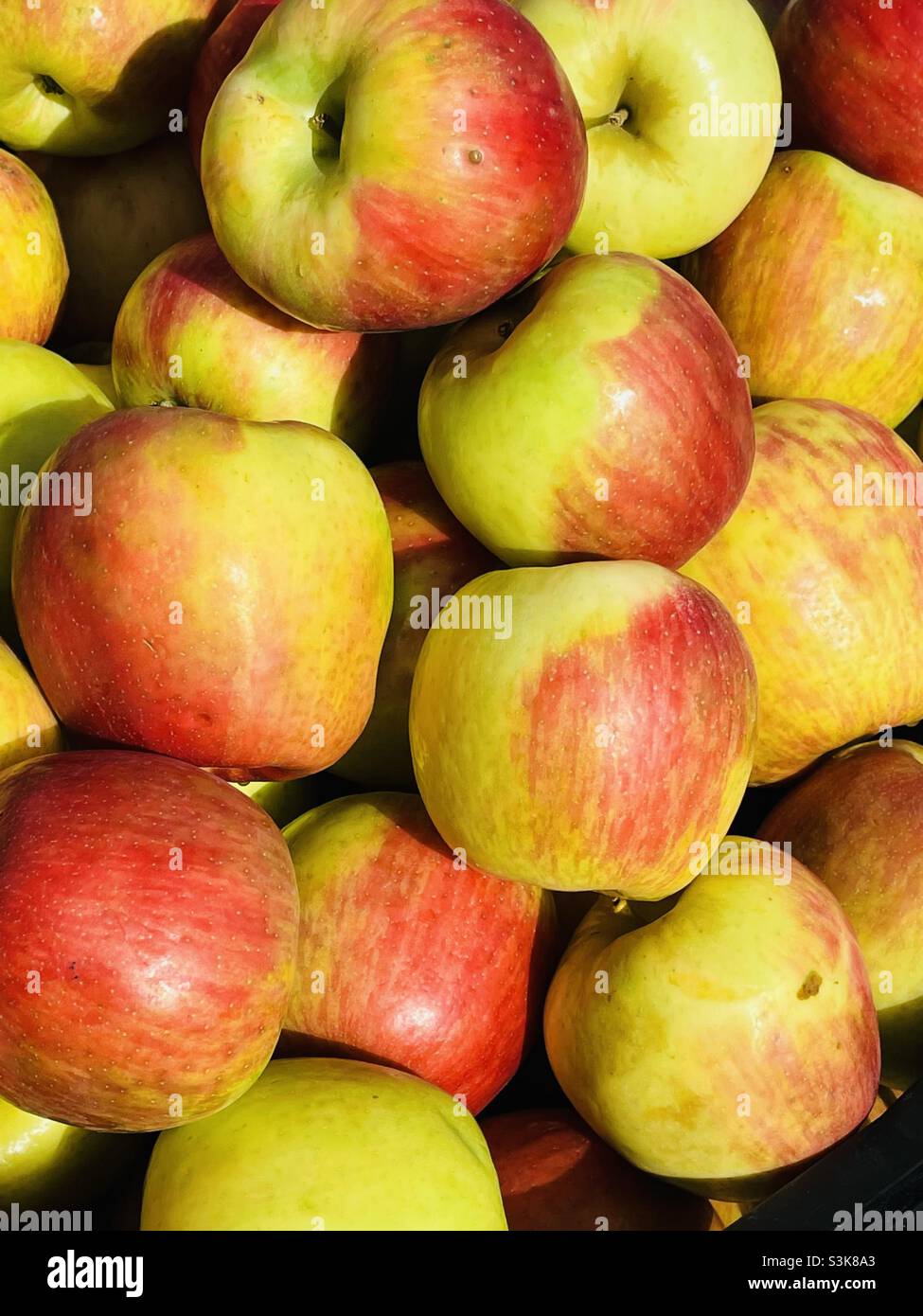 Solo mele Foto Stock