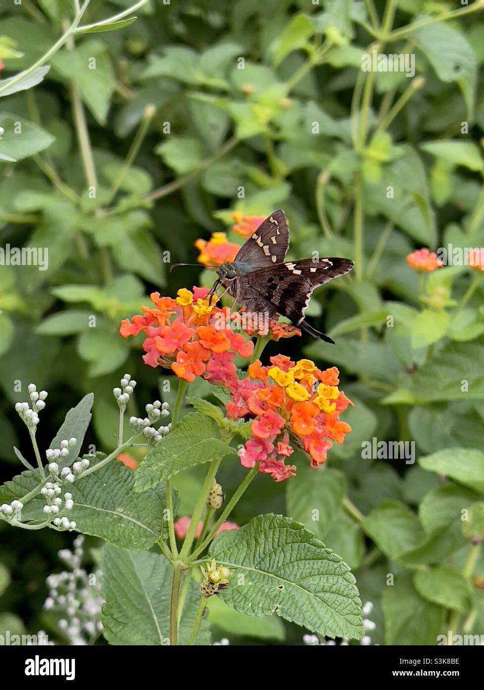 Una farfalla a coda lunga impollinando la fioritura di una pianta di lantana. Foto Stock