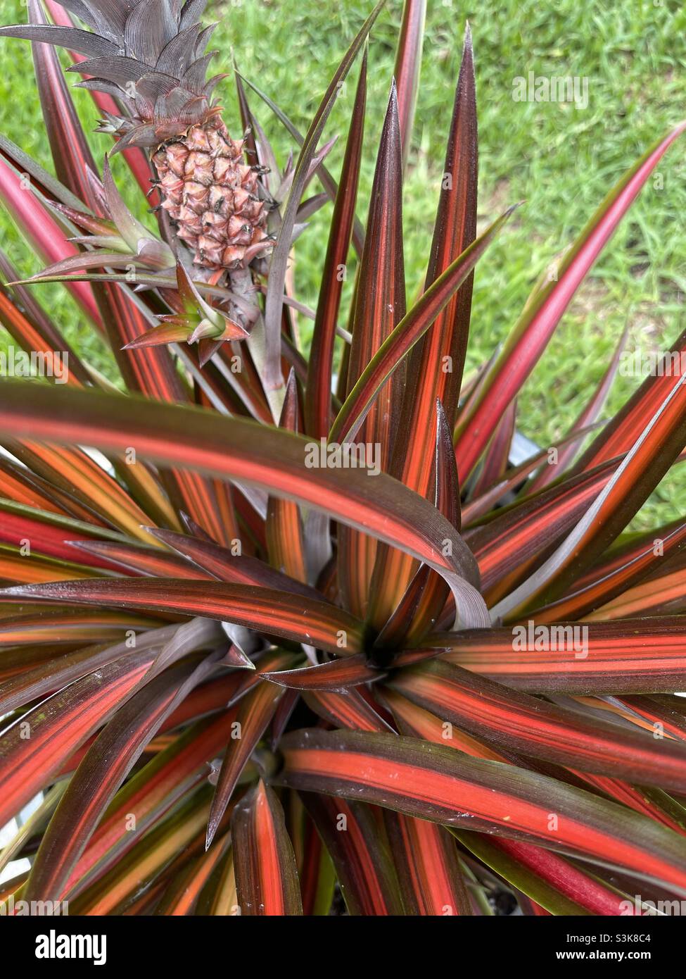 Ananas ornamentale Foto Stock