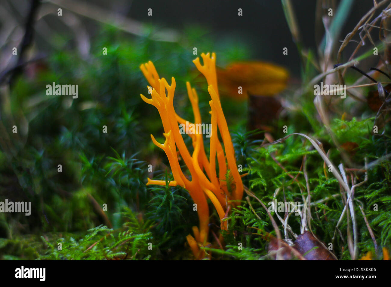 Funghi staghorn gialli Foto Stock