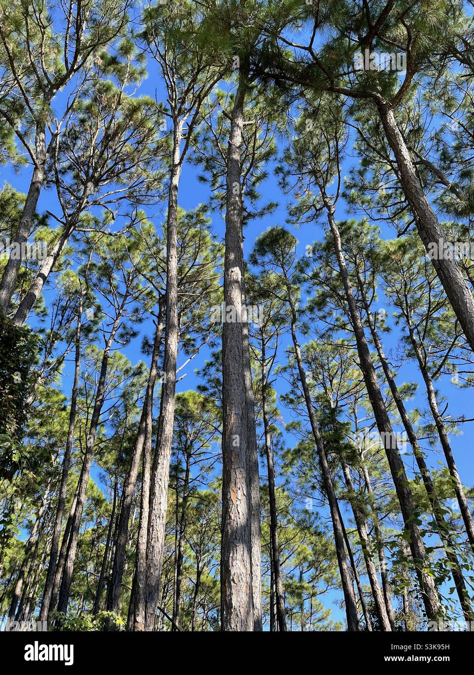 Pinete di bosco con cielo blu profondo Foto Stock