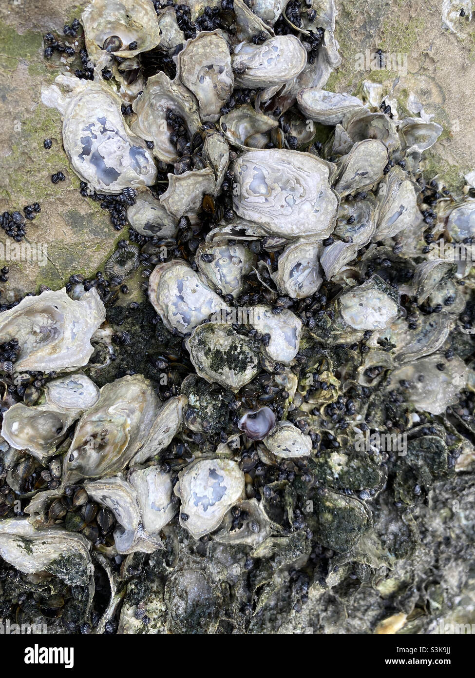Vongole e lumache sulle rocce sulla spiaggia di Pass-a-Grille, Florida Foto Stock