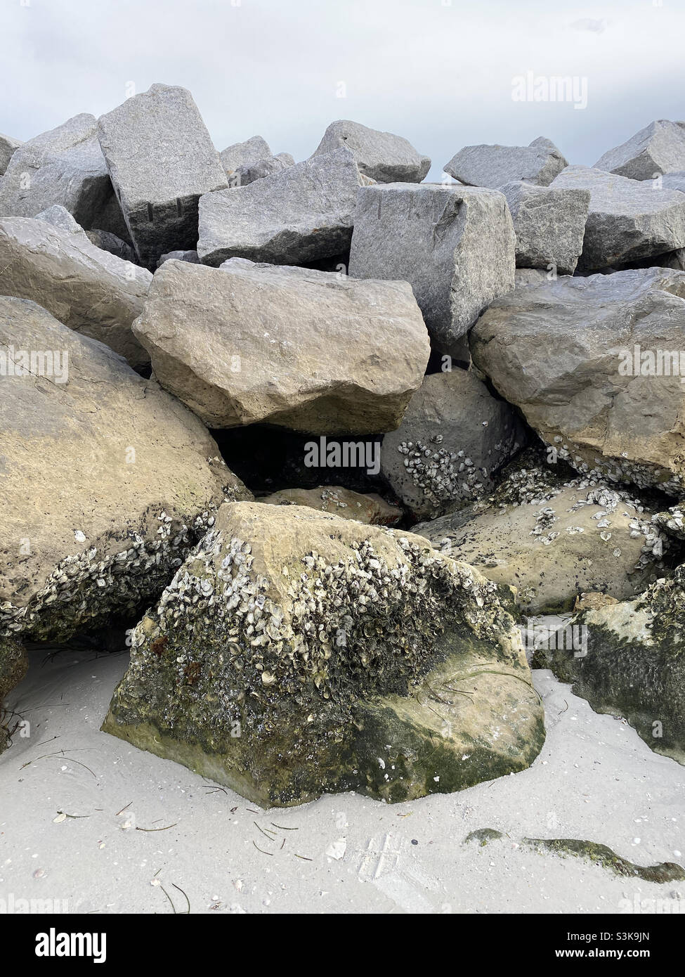 Rocce sulla spiaggia di Pass-a-Grille con vongole e lumache su di loro Foto Stock