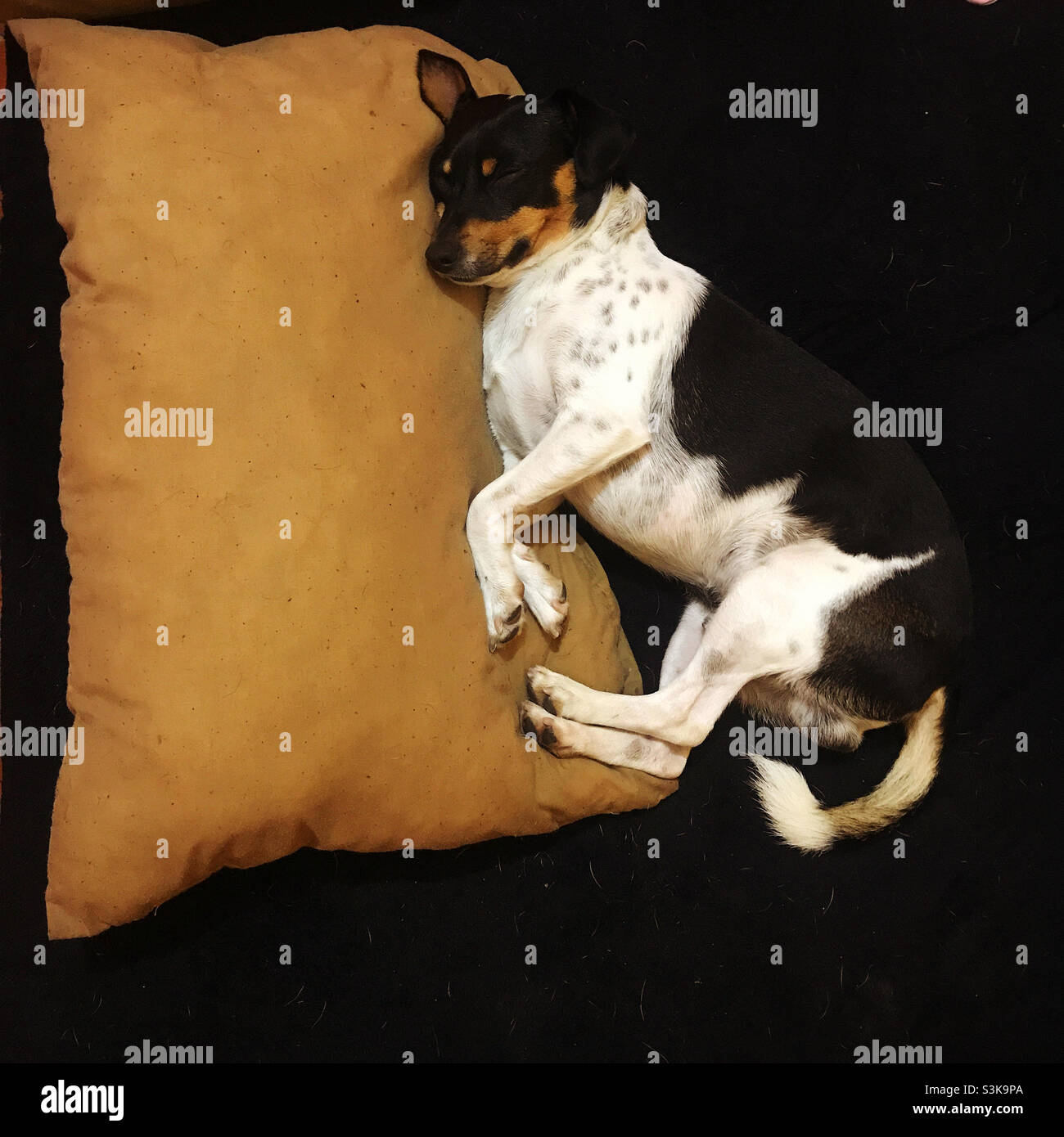 Un cane bianco e nero dorme su un cuscino in un letto in una casa in Messico Foto Stock