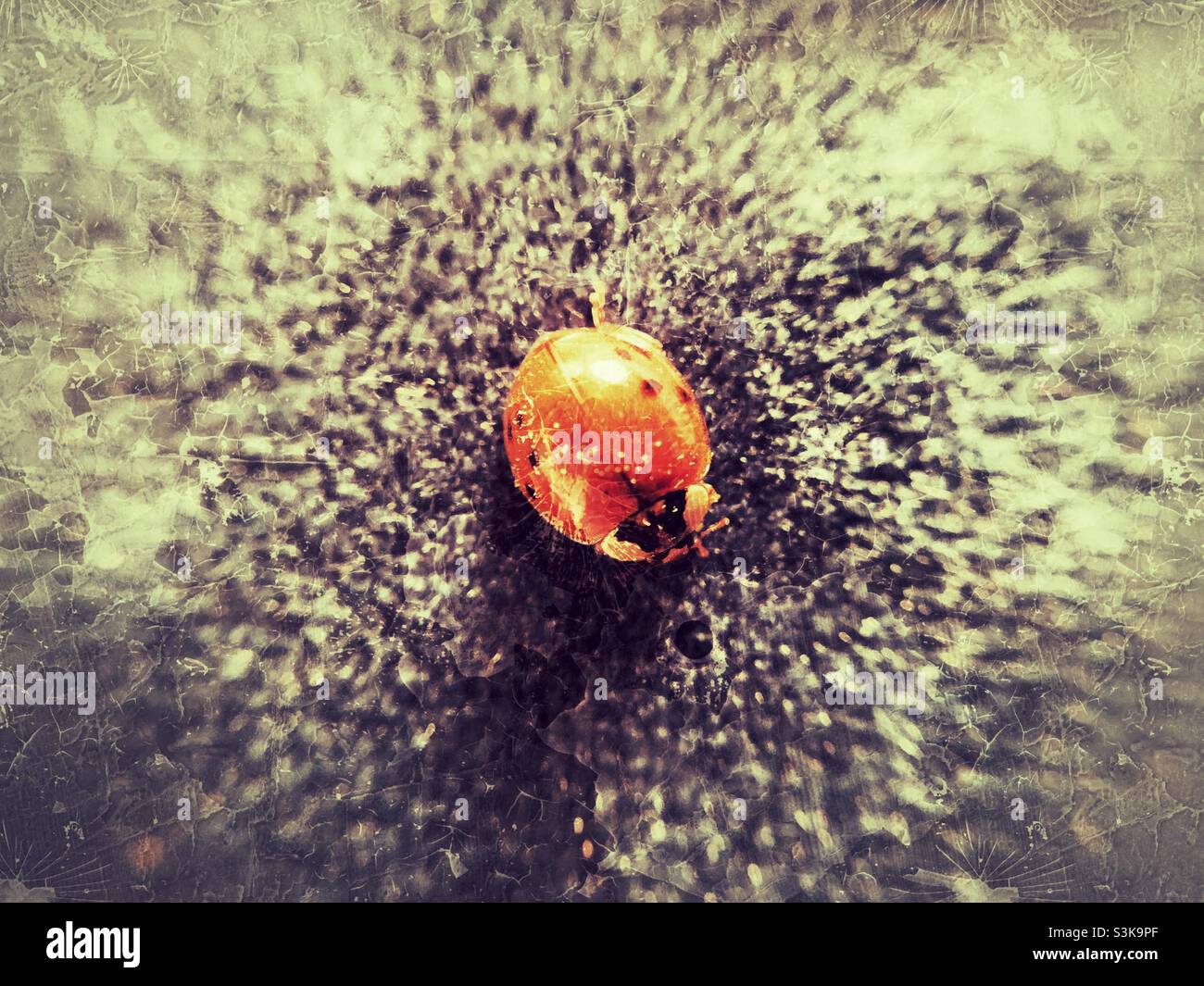 Ladybug in grunge sfondo. Foto in iPhone con obiettivo copedvic macro. - Immagine stock catturata con smartphone