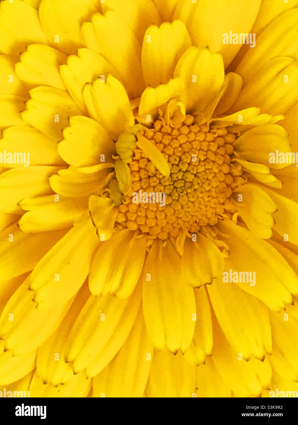 Fiore giallo. Chiudere la vista. Foto Stock