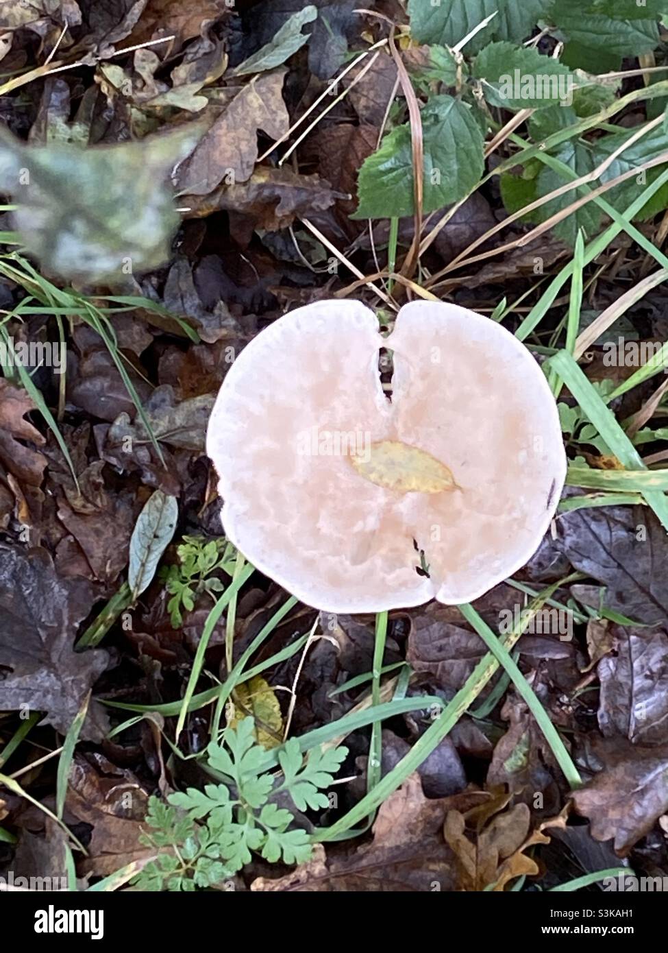 Piccola foglia su un fungo che cresce selvaggio a Rhydargaeau, Carmarthenshire, Galles. Ottobre 2021. Foto Stock