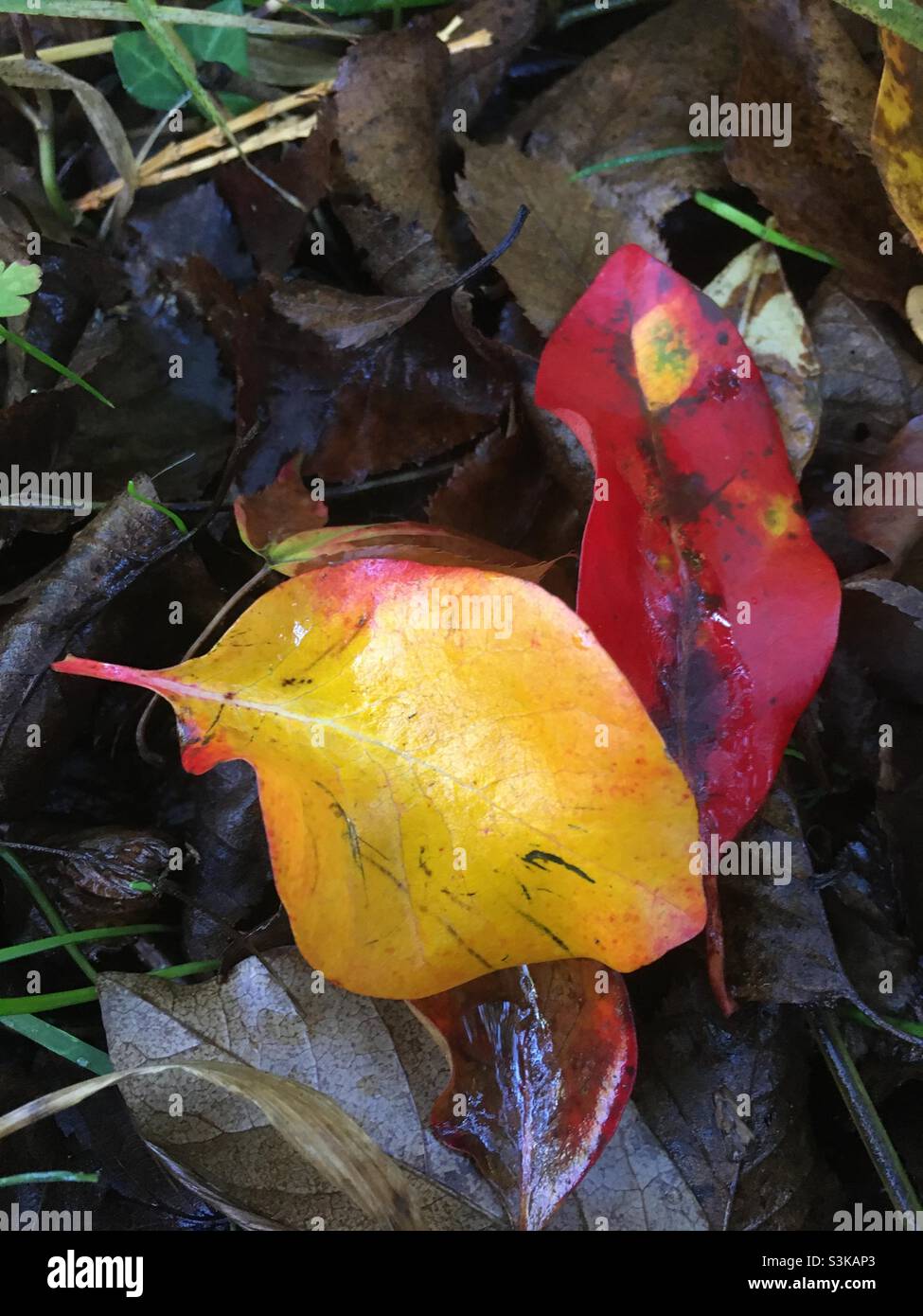 Autunno, autunnale, foglie, rosso, giallo , erba, natura Foto Stock