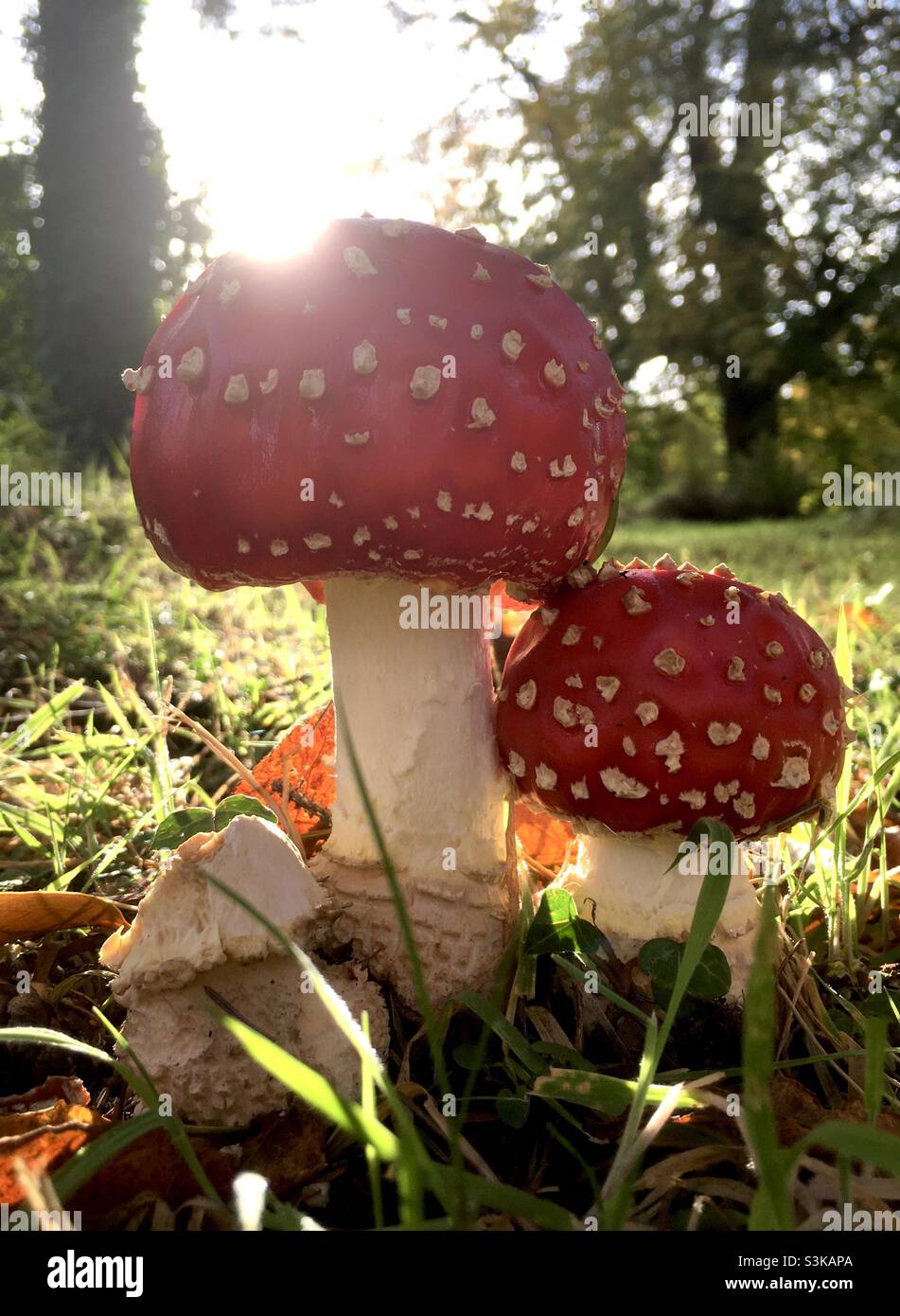 Funghi, funghi, rosso, luce del sole, autunnale, autunno, alberi, erba, foresta, natura - Immagine stock catturata con smartphone