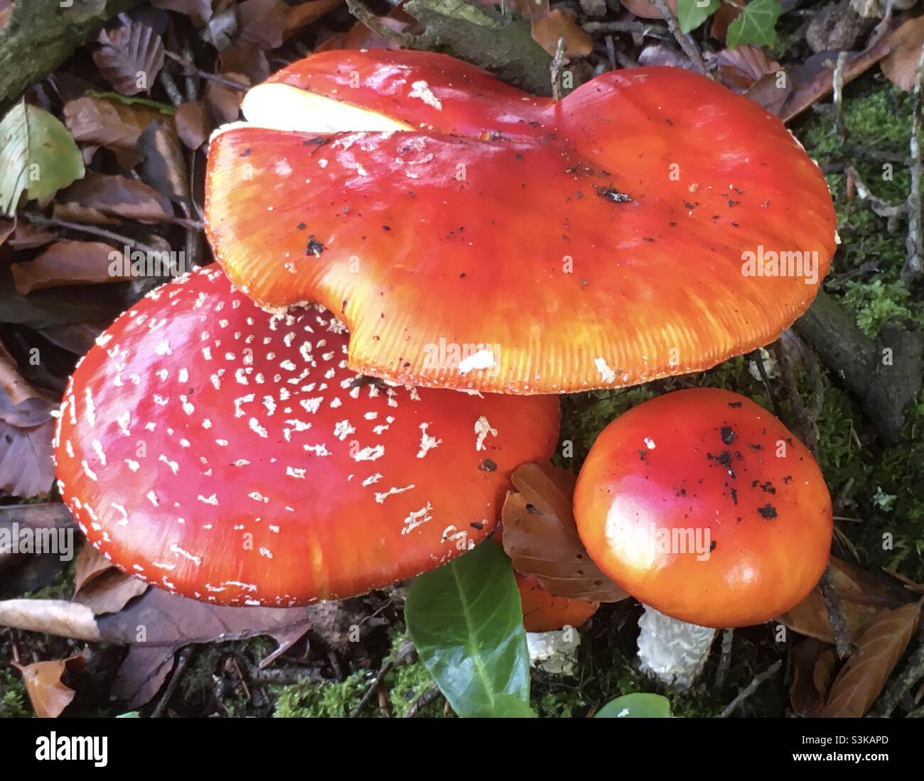 Funghi, rosso, giallo, vibrante, colori, autunnale, autunno, bosco, natura - Immagine stock catturata con smartphone