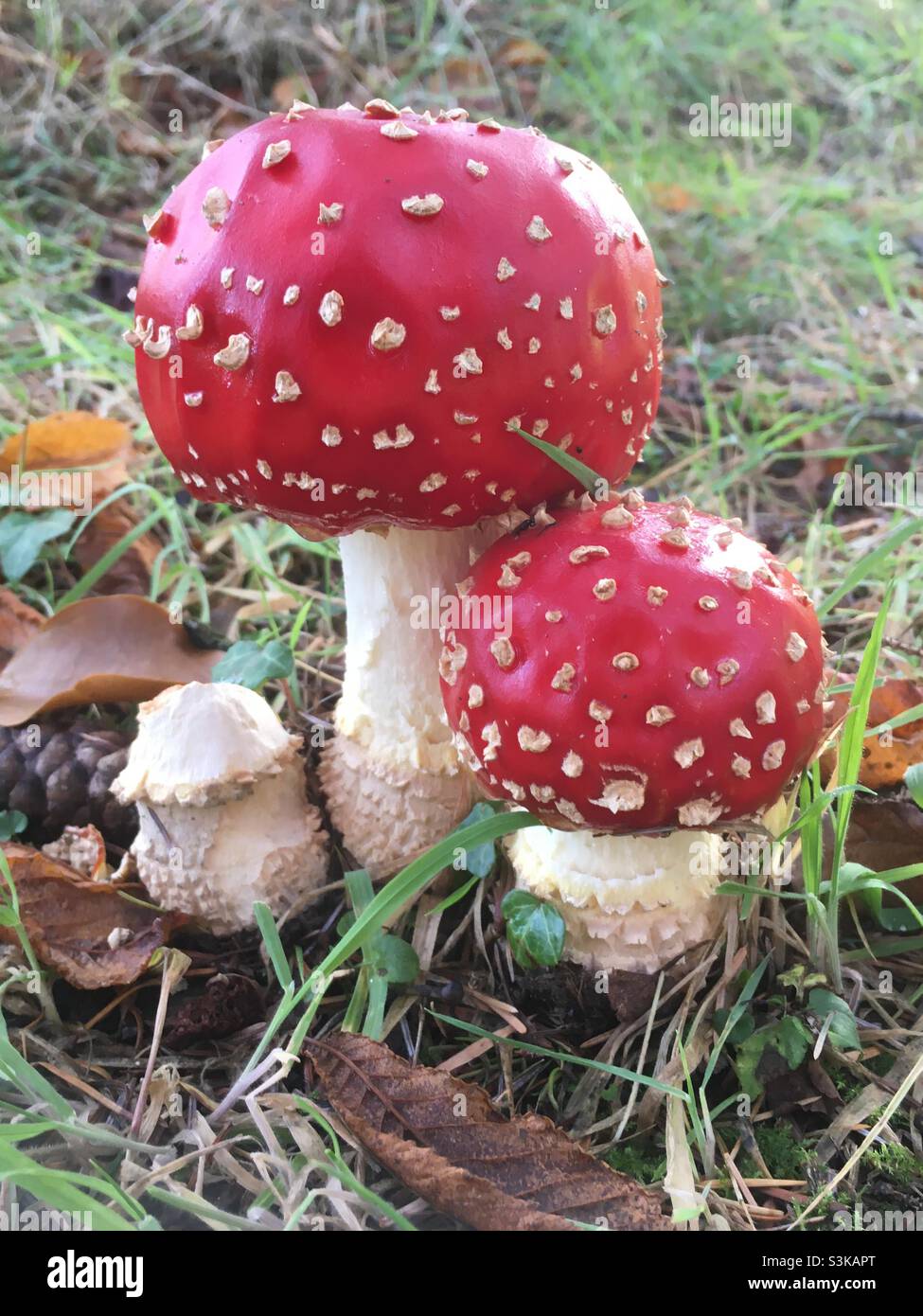 Funghi, rosso, erba, bellezza, autunno, foresta - Immagine stock catturata con smartphone