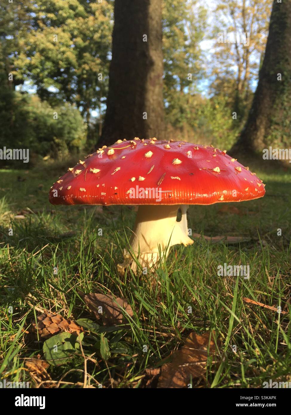 Funghi, rosso, erba, bellezza, autunno, foresta - Immagine stock catturata con smartphone