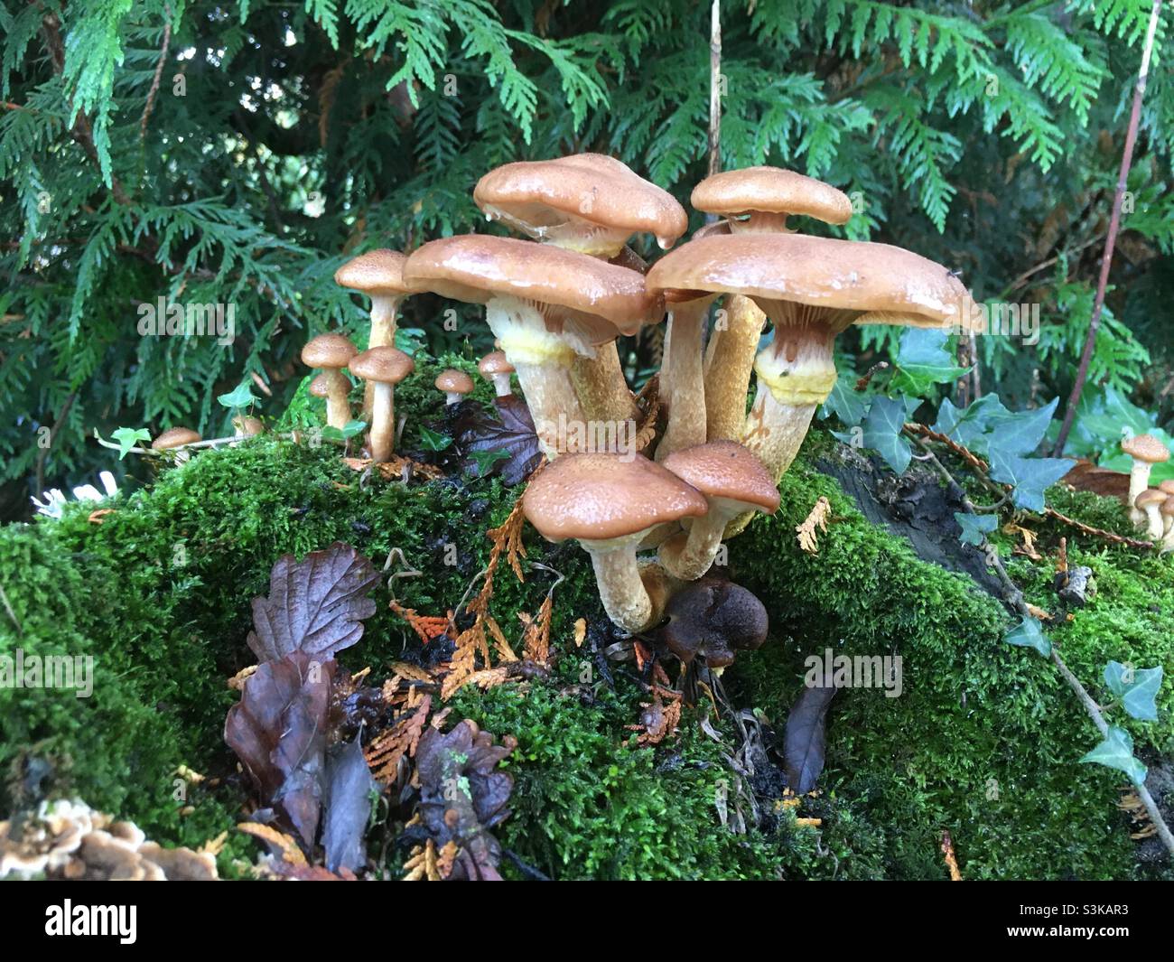 Funghi, muschio, felci, erba, alberi, verde, foresta, natura, verde, crema , bellezza Foto Stock