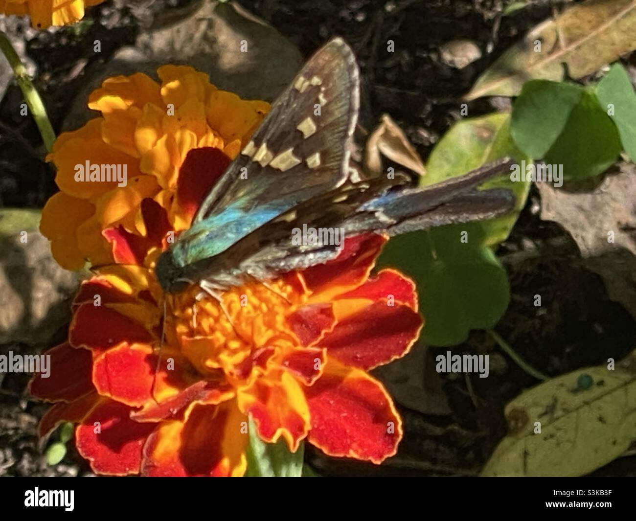 Skipper a coda lunga su Marigold Foto Stock