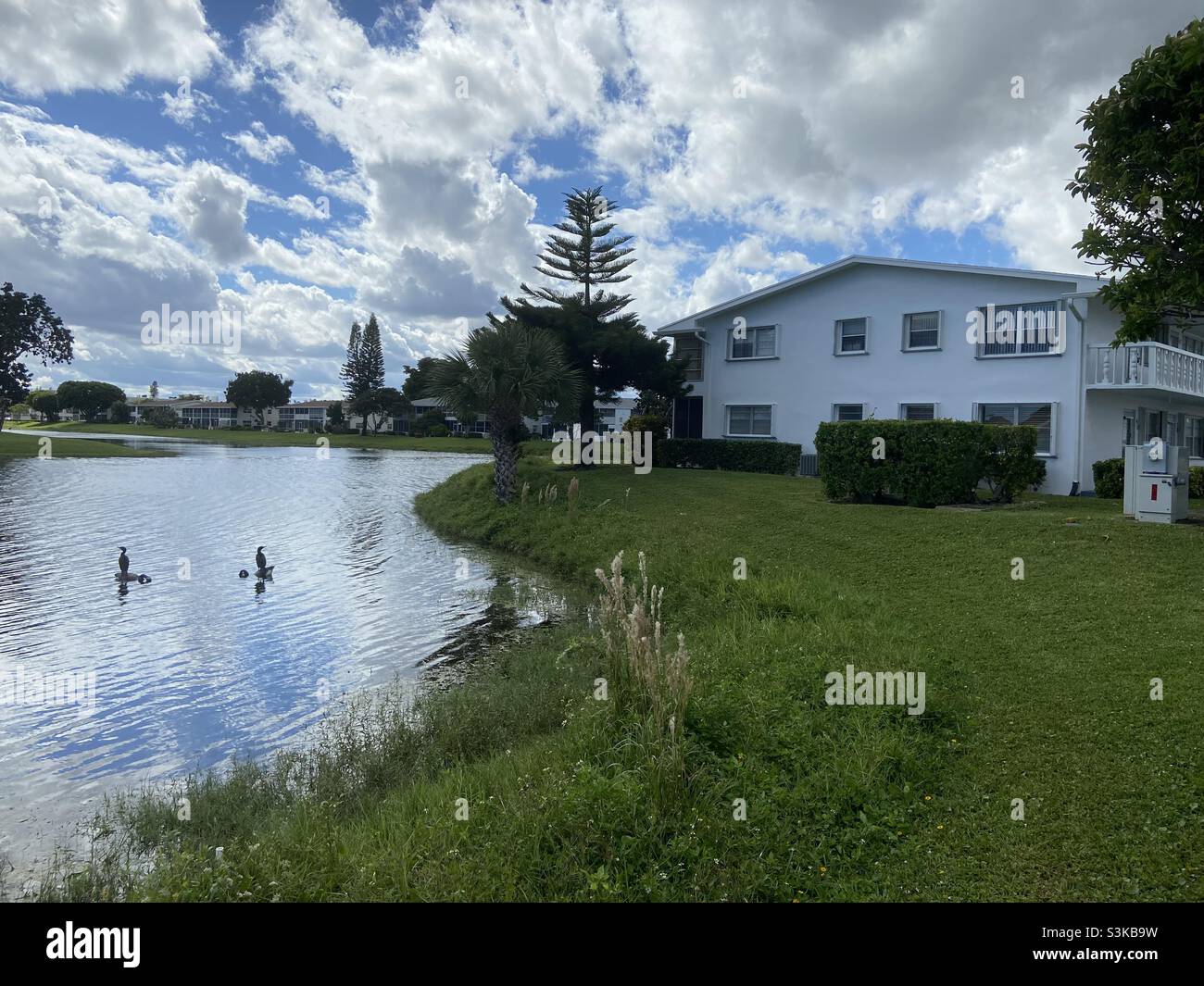 Uccelli che si aiutano a vicenda Foto Stock