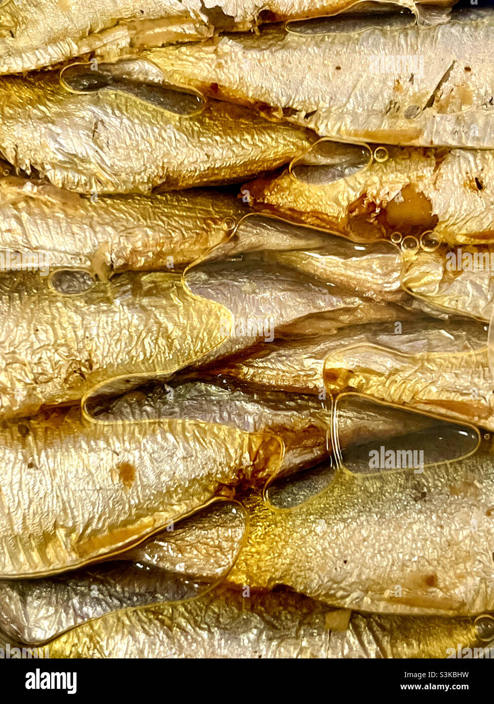 Sardine in olio d'oliva. Foto Stock