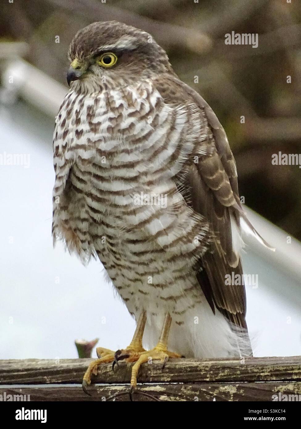 Un bellissimo uccello sparrowwhawk di preda arroccato su una recinzione giardino Foto Stock