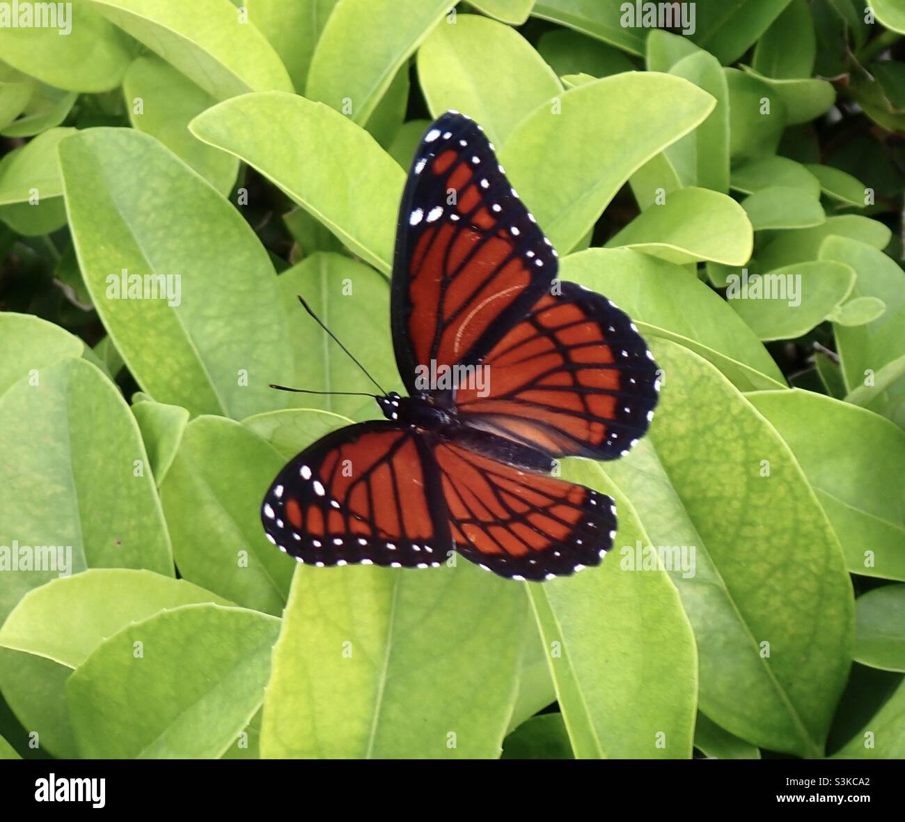 Admiral - Immagine stock catturata con smartphone