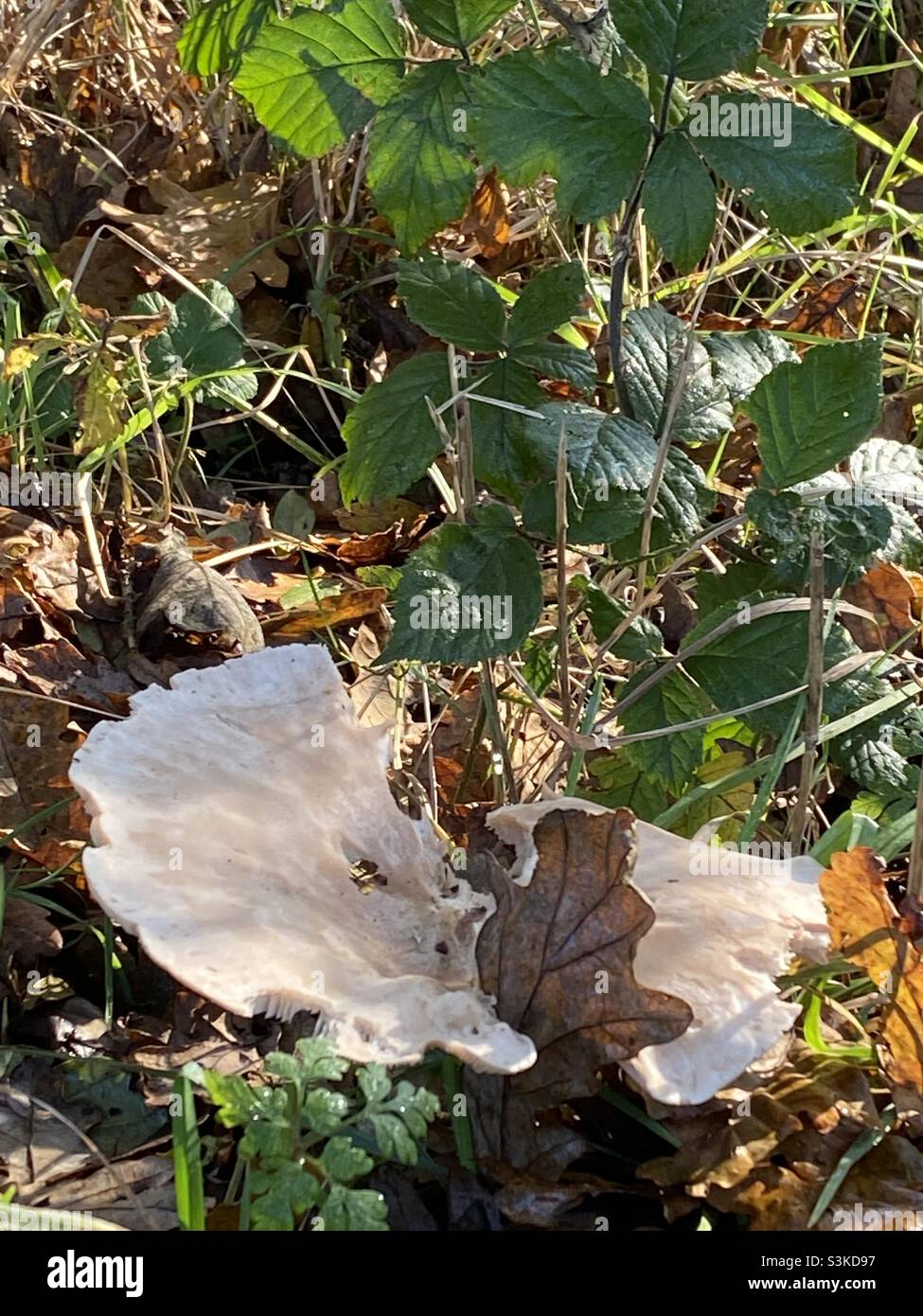 Funghi che crescono selvaggiamente nel sole autunnale a Rhydargaeau, Carmarthenshire, Galles. Novembre 2021. Foto Stock