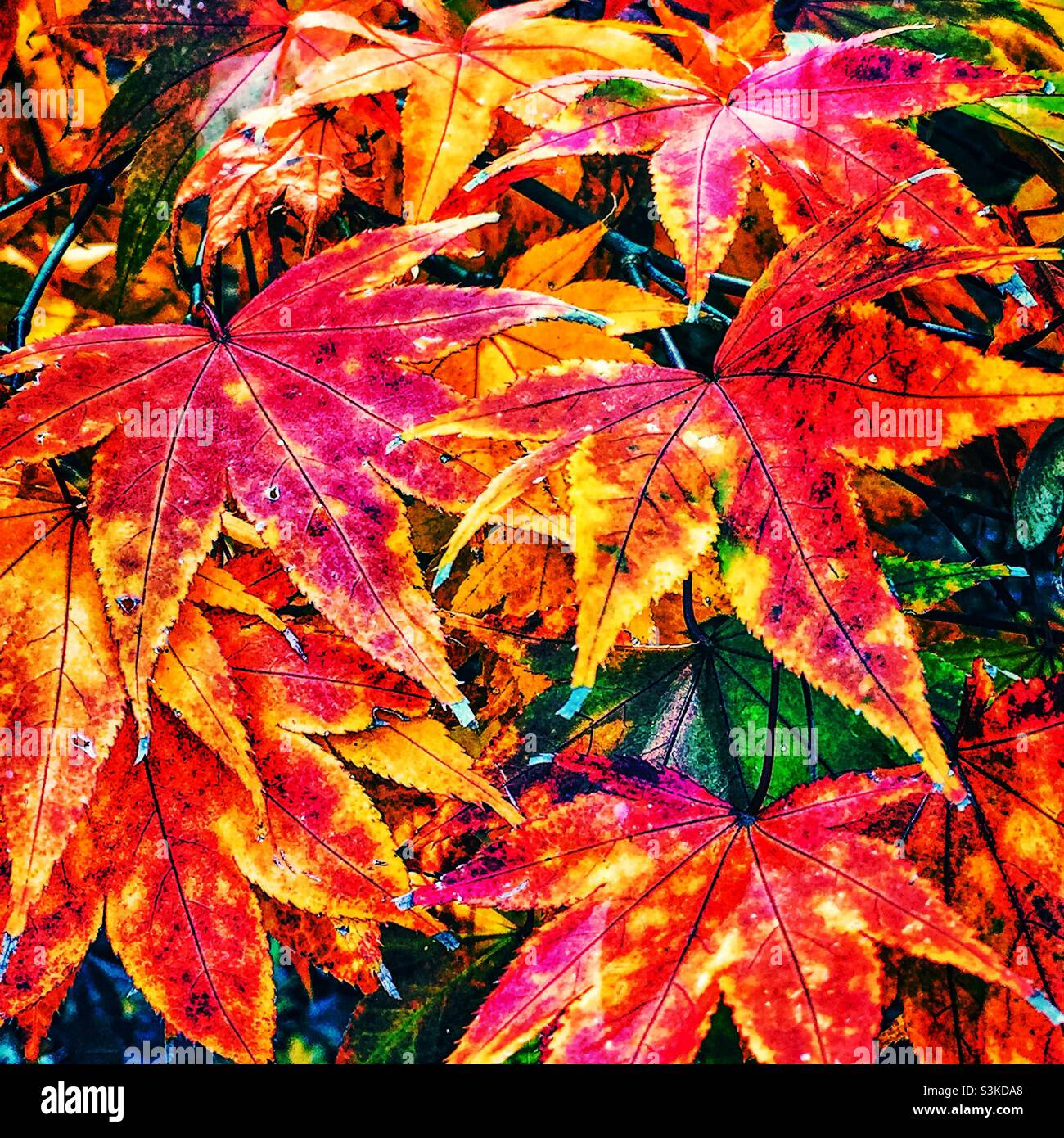 Foglie di acero luminose e colorate durante il cambiamento di colore delle foglie autunnali. Foto Stock