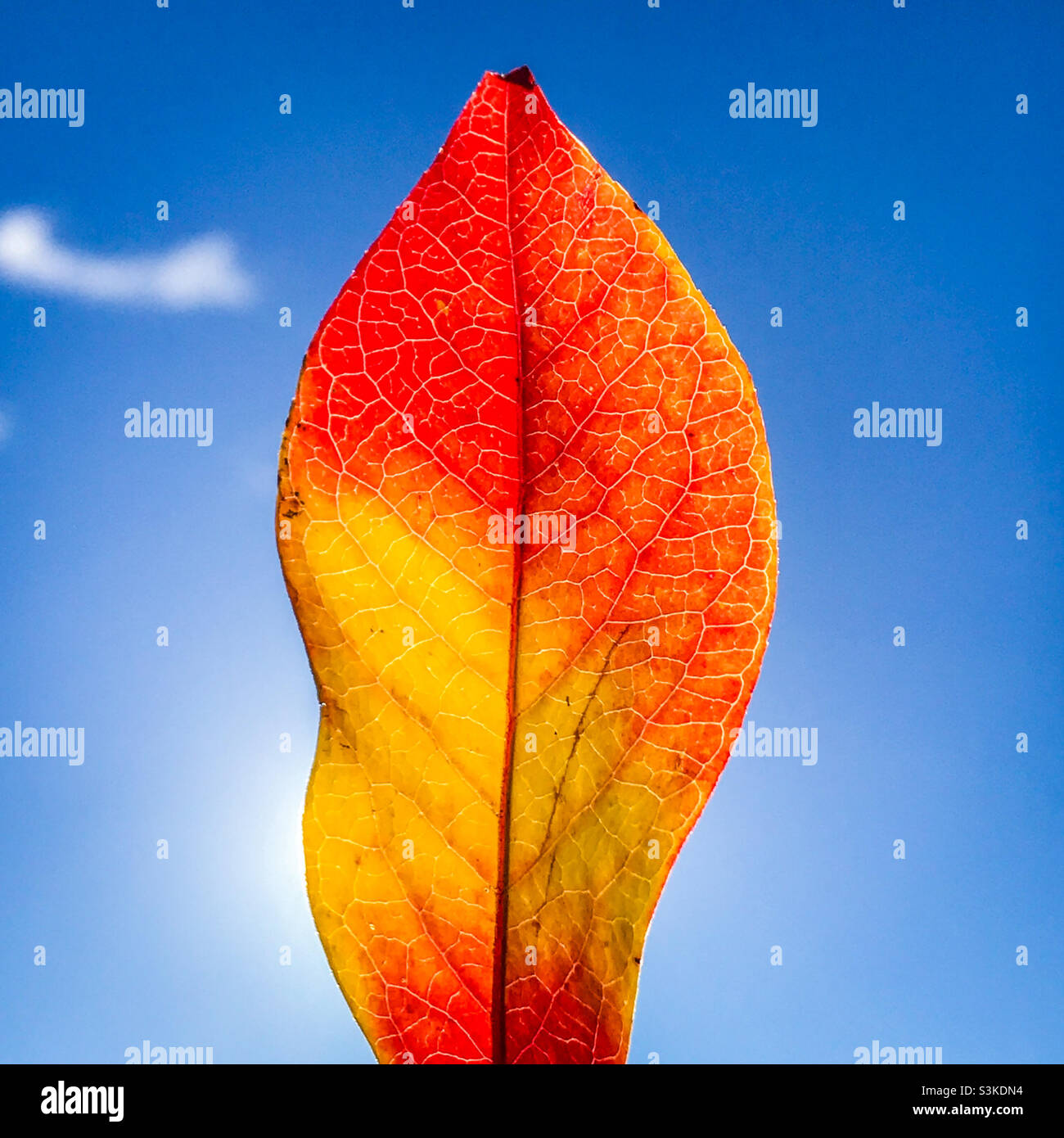Una foglia di boscaglia di mirtillo in autunno - Immagine stock catturata con smartphone