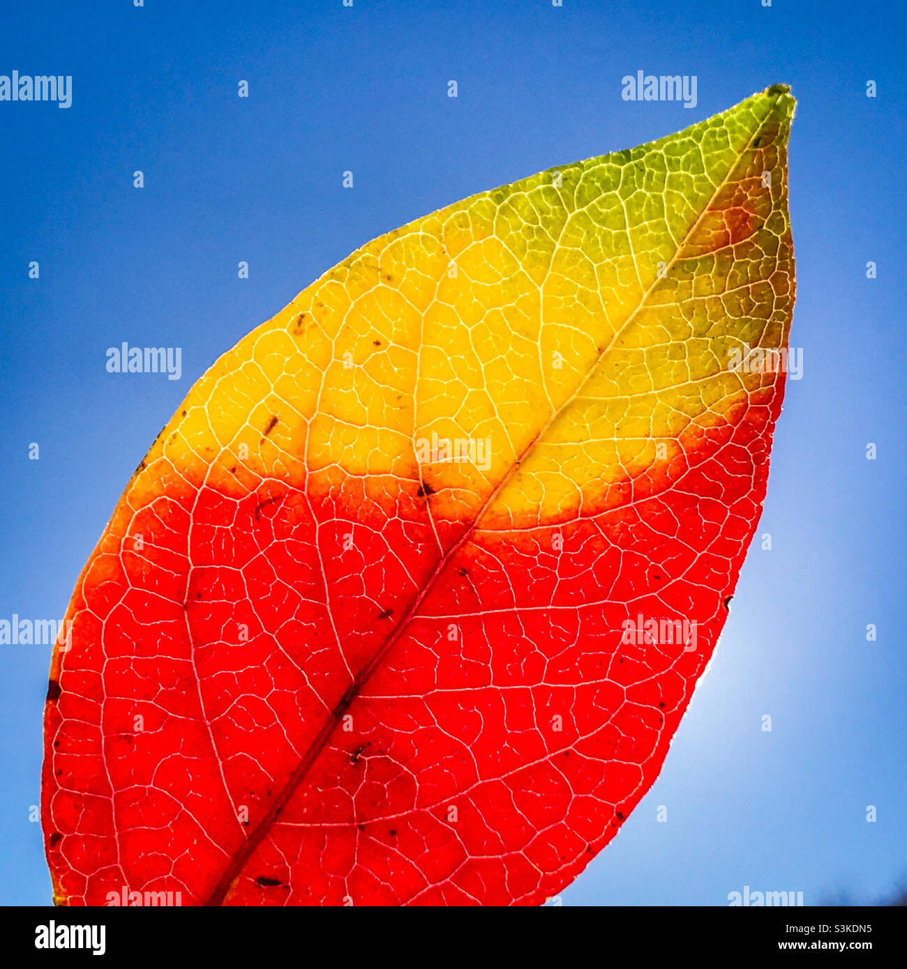Una foglia di boscaglia di mirtillo in autunno - Immagine stock catturata con smartphone