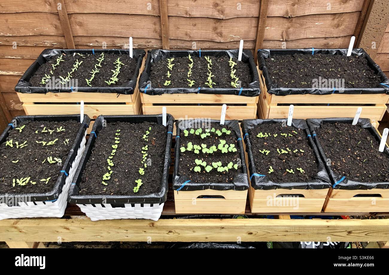 Scatole di erbe che iniziano a crescere in un piccolo giardino - Immagine stock catturata con smartphone