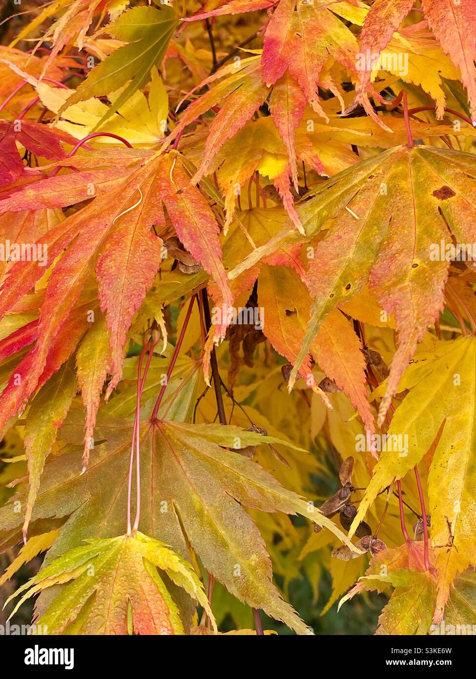 Rosso, arancione, giallo, verde, foglie acer in autunno, acero giapponese, Westonbirt arboretum, Gloucestershire, regno unito, Novembre 2021 Foto Stock