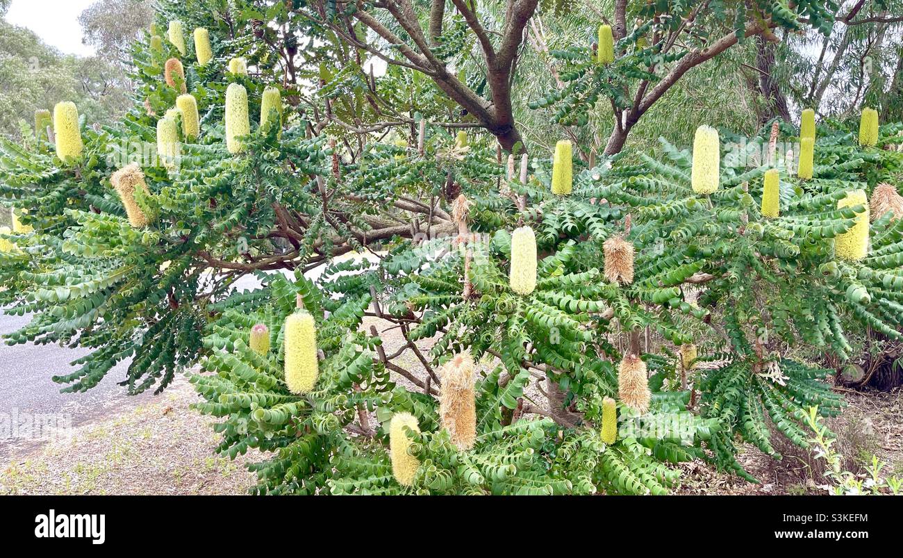 Candlestick banksia, banksia attenuata, flora nativa a Margaret River Australia Occidentale Foto Stock