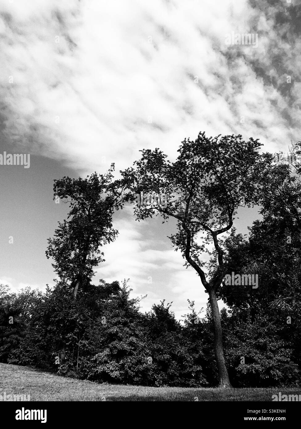 Due alberi con sfondo bianco e nero. Foto Stock