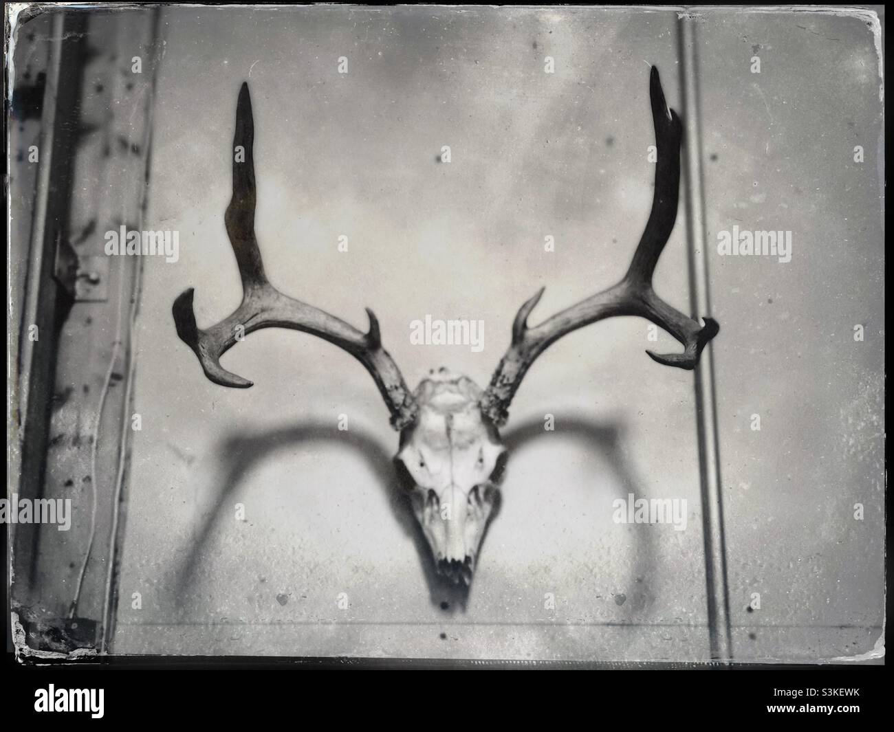 Cranio cervi essiccato con corna Foto Stock