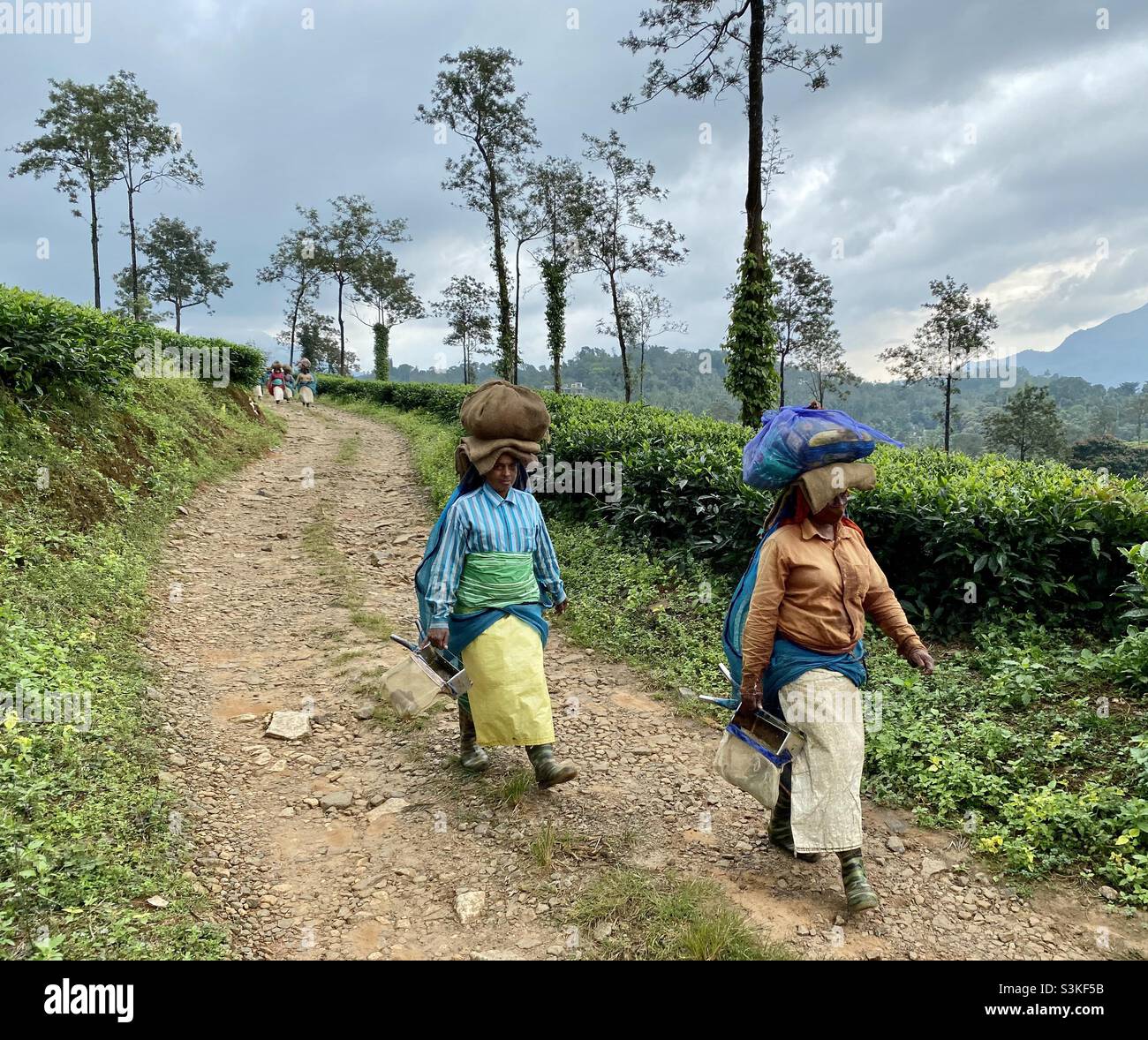 Le donne che camminano nelle tenute del tè dopo aver strappato le foglie del tè al mattino. Questo si trova presso le tenute Waynad Tea a Keral d'India. Foto Stock