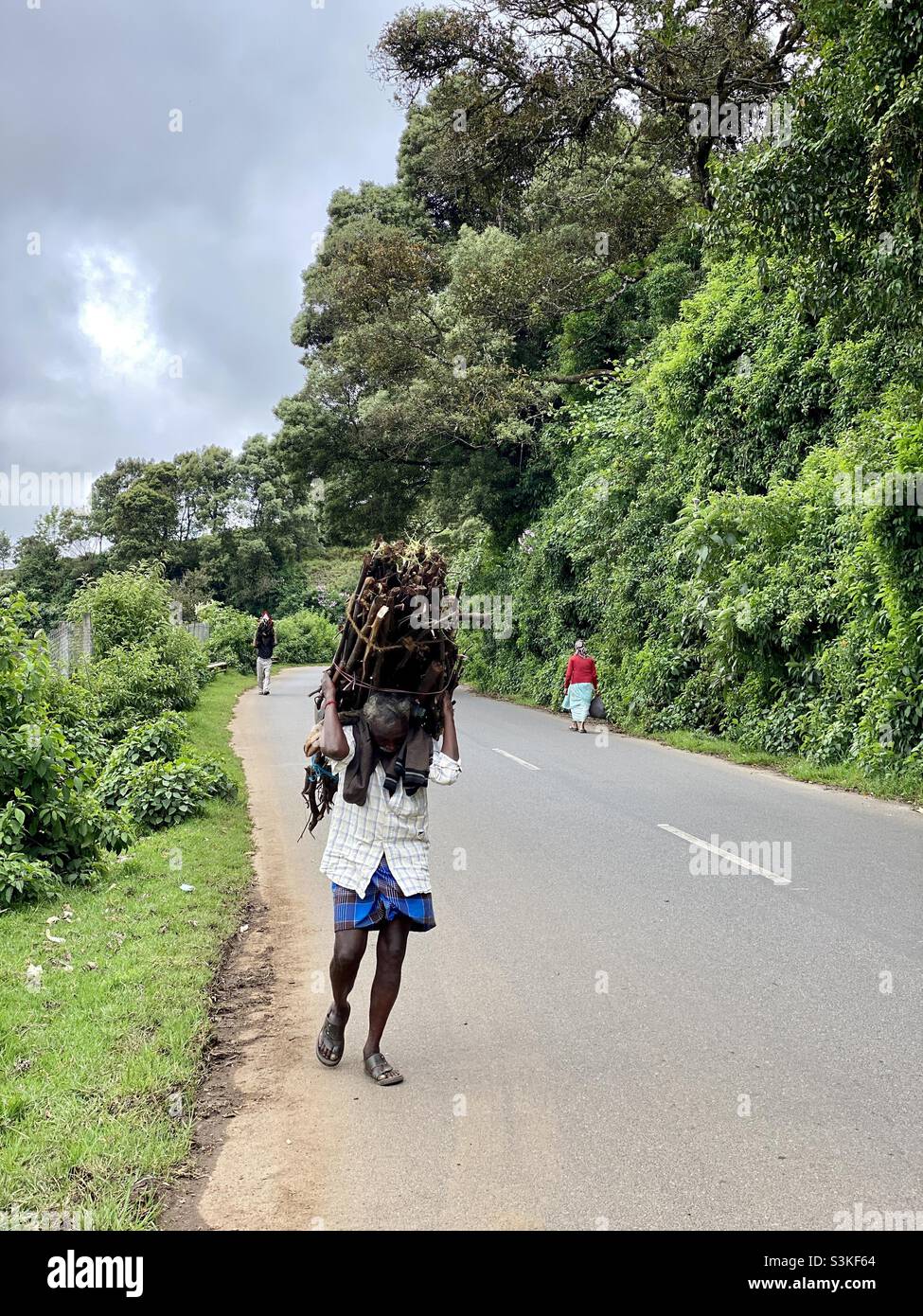 Un uomo anziano porta il legno del fuoco tagliato dalla foresta sulla sua parte posteriore in ooty, principalmente nella gente dell'india del sud dove i lungi. - Immagine stock catturata con smartphone