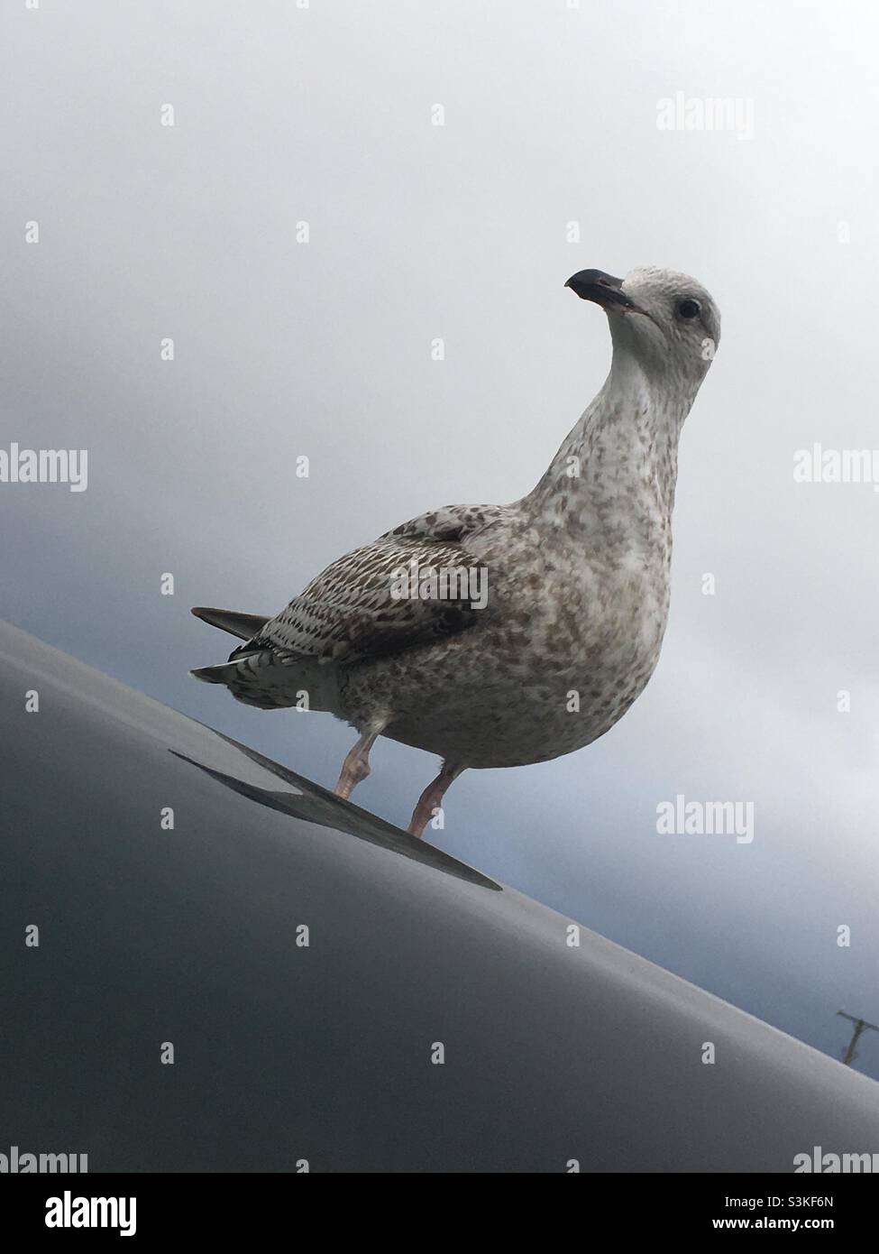 Gull di aringa giovanile seduto su un tetto Landrover in un parcheggio pubblico - Immagine stock catturata con smartphone