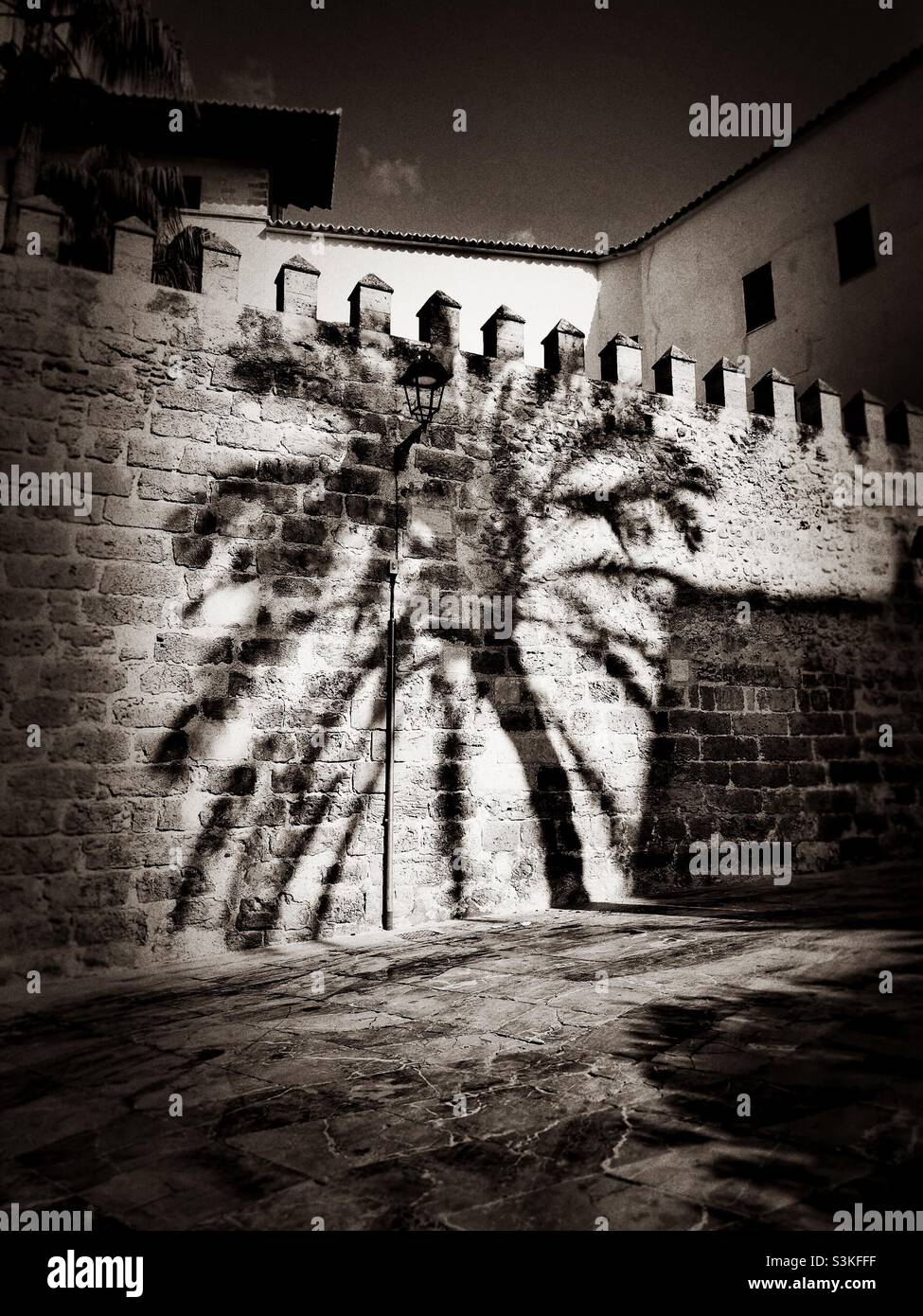 palm tree ombra riflessione su antico muro di mattoni Foto Stock