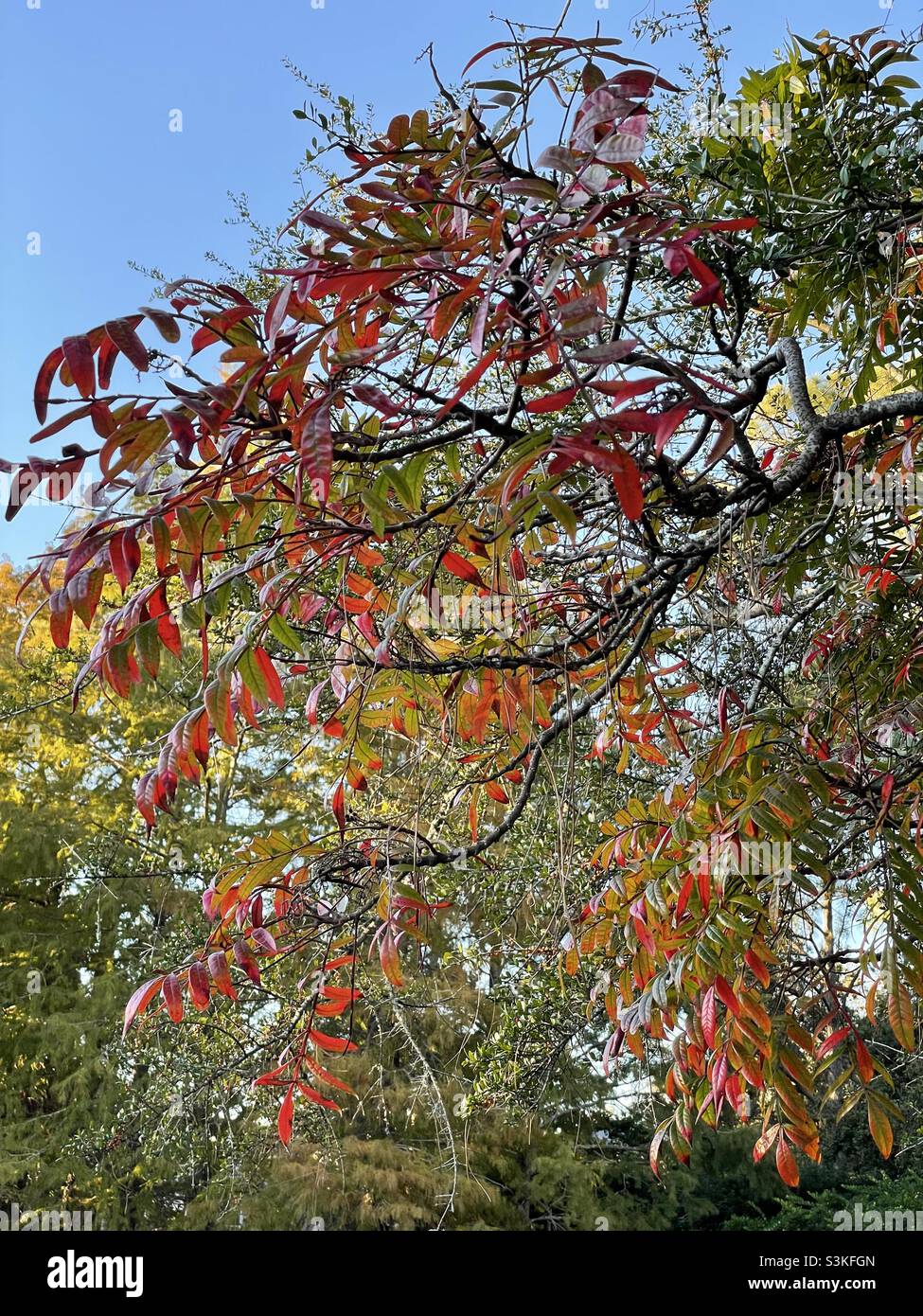 Colorato Foglie di autunno - Immagine stock catturata con smartphone