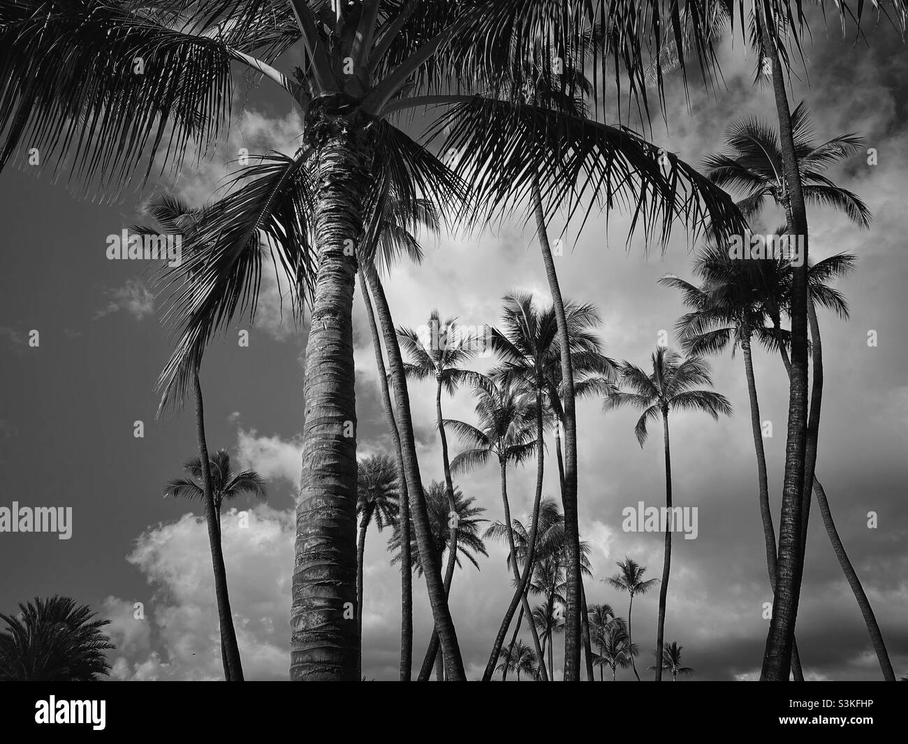 Boschetto di palme da cocco in bianco e nero Foto Stock