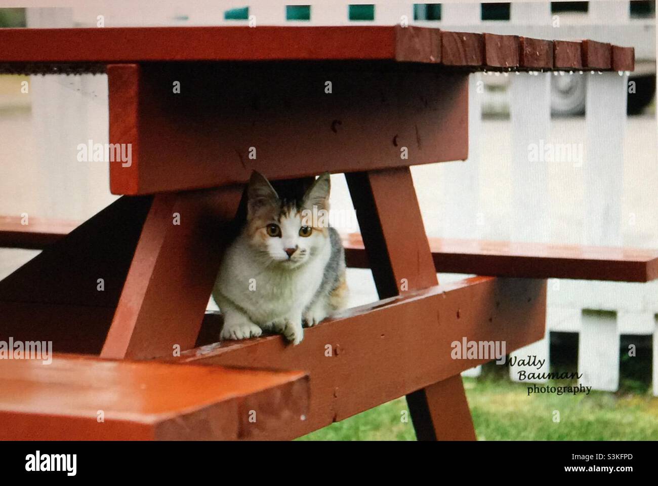 Gatto che si ripara sotto un tavolo da picnic durante una giornata di pioggia Foto Stock