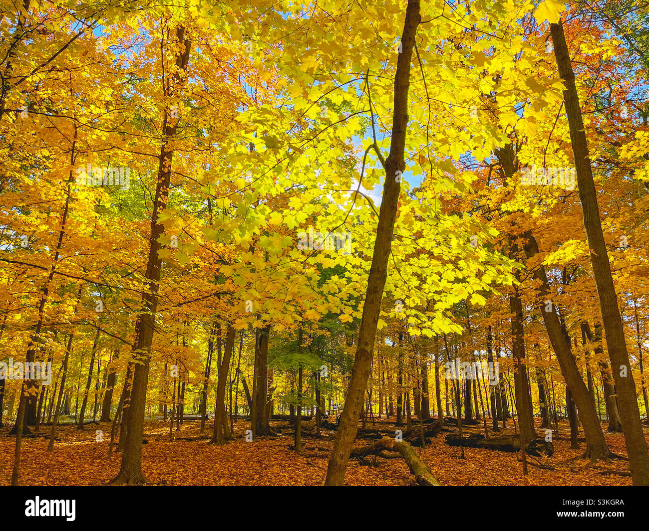 Spettacolare colore autunnale in un boschetto di acero da zucchero. Thatcher Woods Forest Preserve, Cook County, Illinois. Foto Stock